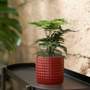 Chiafrom Plant Pot, In and Outdoor Red . 9 Cm