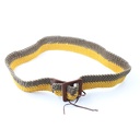 Ermanno Scervino Belt B3203, Yellow